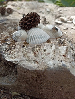 beautiful shells and flies photo