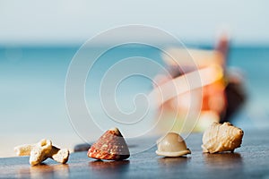 Beautiful shells lie on table on background blue sea. Shells mollusks and corals