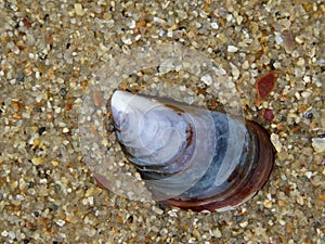 beautiful shells of mollusks on the beach mother of pearl waste debris photo