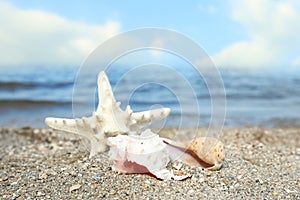 Beautiful shells and  on sand near sea, space for text. Beach objects