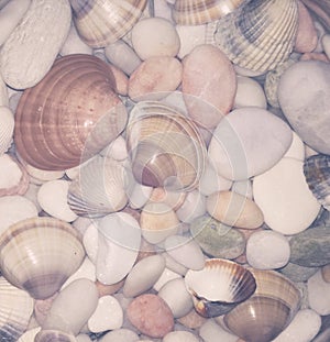 Beautiful shells, souvenir from the sea