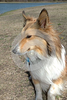 Beautiful Sheltie