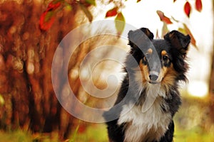 Beautiful sheltie dog