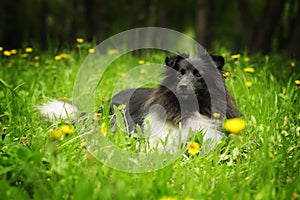 Beautiful sheltie dog black and white