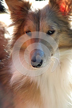 Beautiful Sheltie Sable Dog