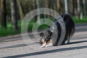 Beautiful Sheltie Scottish Sheepdog walks and performs dog training stunts in the park