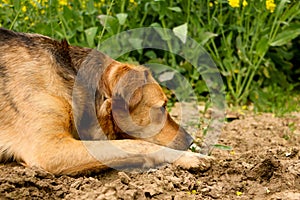 A beautiful shepherd mixed dog is lying in the sand and sleeping