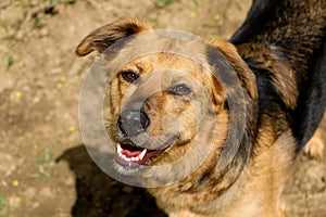 A beautiful shepherd mixed dog is standin in the sunshine and looking up to the camera photo