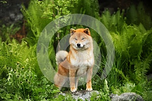 Beautiful shiba inu dog standing in the forest at golden sunset. Cute Red shiba inu female on Green fern background