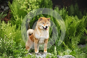Beautiful shiba inu dog standing in the forest at golden sunset. Cute Red shiba inu female on Green fern background