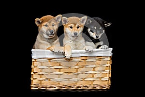 Beautiful shiba inu puppies in basket