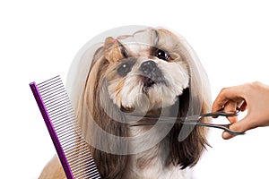 Beautiful shih-tzu dog at the groomer`s hands with comb.