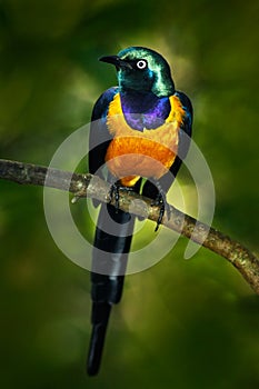 Beautiful shiny bird in the green forest. Golden-breasted Starling, Cosmopsarus regius, Golden-breasted Starling sitting on the tr