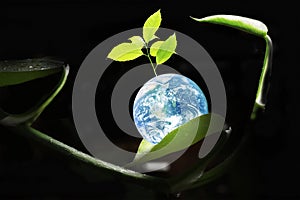 Beautiful and shiny earth with freshness growing green tree with bright light on the curve bent of betel leave. Image for