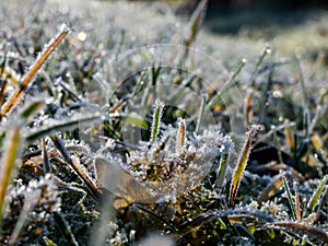 Beautiful, shiny green grass covered with big, white, ice crystals in the early cold winter morning. Ice on grass shining like