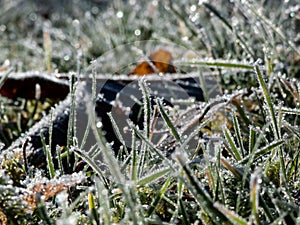 Beautiful, shiny green grass covered with big, white, ice crystals in the early cold winter morning. Ice on grass shining like
