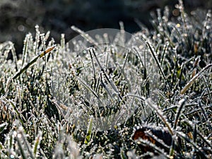 Beautiful, shiny green grass covered with big, white, ice crystals in the early cold winter morning