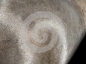 beautiful shiny hair texture on the skin of the horse