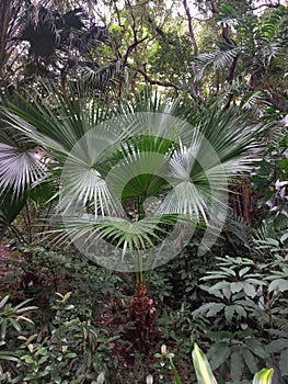 Beautiful shiny leaves of Trachycarpus palm in jungle surroundings