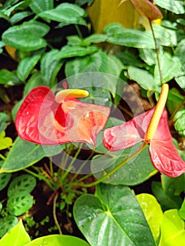 Beautiful shiny red anthurium flower blossom