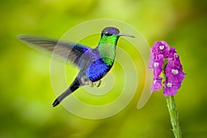 Beautiful shiny tropic green and blue bird, Crowned Woodnymp, Thalurania colombica, flying next tu pink bloom flower, glossy anima