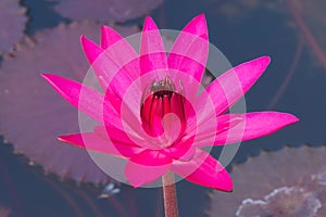 A beautiful, shocking pink, fully-bloomed lotus flower, in a pond in a lush Thai garden park.