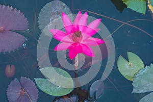 A beautiful, shocking pink, fully-bloomed lotus flower, in a pond in a lush Thai garden park.