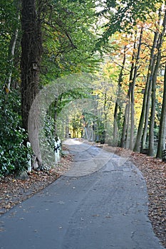 Beautiful Shot in a Forest with Road