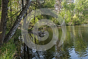 Beautiful shore of the forest lake