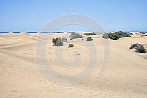 Beautiful shore landscape of white sand dunes at maspalomas beach, charming and calm seascape with blue sky