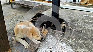 Beautiful short of dog puppies playing. Happy puppy black braun cute playful