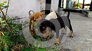 Beautiful short of dog puppies playing. Happy puppy black braun cute playful