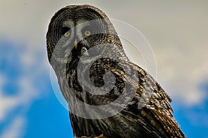 Beautiful Short eared Owl in Bedfordshire