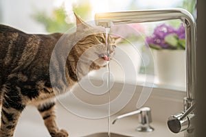 Beautiful short hair cat drinking water from the tap at the kitchen