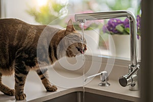Beautiful short hair cat drinking water from the tap at the kitchen