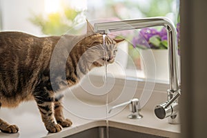 Beautiful short hair cat drinking water from the tap at the kitchen