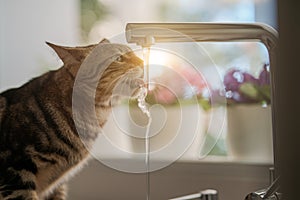 Beautiful short hair cat drinking water from the tap at the kitchen