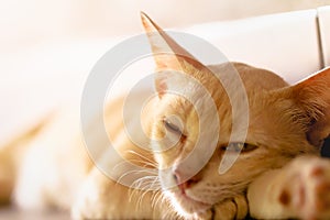 Beautiful short hair cat lying on the floor at home.