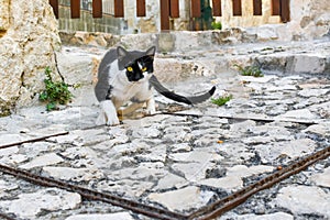 A beautiful short haired black and white cat with yellow eyes in the ancient sassi area of Matera Italy