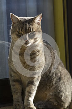 Beautiful short-haired cat sitting on the window