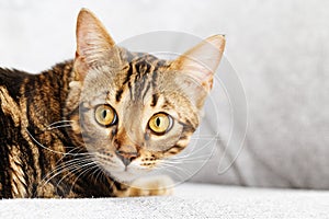 Beautiful short-haired young cat is looking at camera in fright and sitting on couch