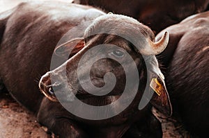 Beautiful short horns Murrah baffalo in milk farm, Thailand