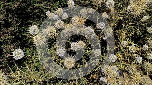 Beautiful Short Of Indian Globe Thistle Flowers Plant