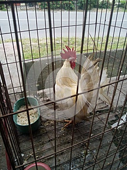Beautiful short-legged Bantam chicken