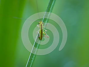 Beautiful the short winged conehead on the grass