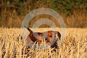 a beautiful shorthaides dachshound is running in a stubble field