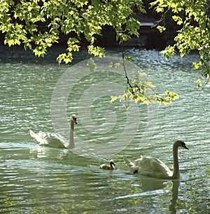 Beautiful shot of 2 adult mute swans and a swanling swimmin on water - Cygnus olor