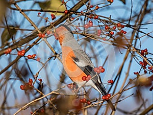 Beautiful shot of adult, male Eurasian bullfinch Pyrrhula pyrrhula with red underparts sitting on branches of shrub and eating