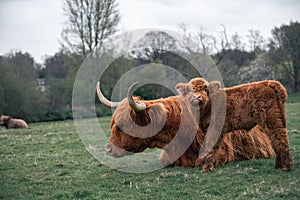 Beautiful shot of an adult Scottish Highland Cow with its Calf resting on the grass during daytime