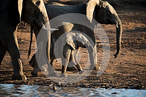 Beautiful shot of an african baby elephant walking with the herd